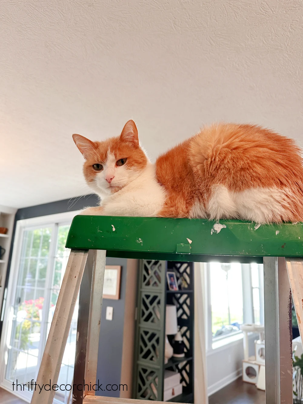 cat on ladder