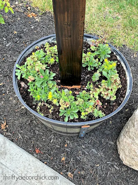 easy to grow succulent tiles in planter