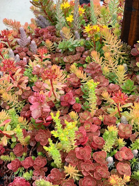 beautiful succulent sedum tiles