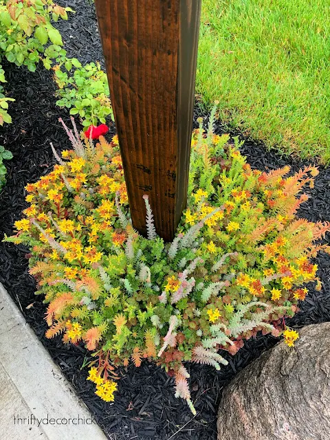 evergreen succulents in containers