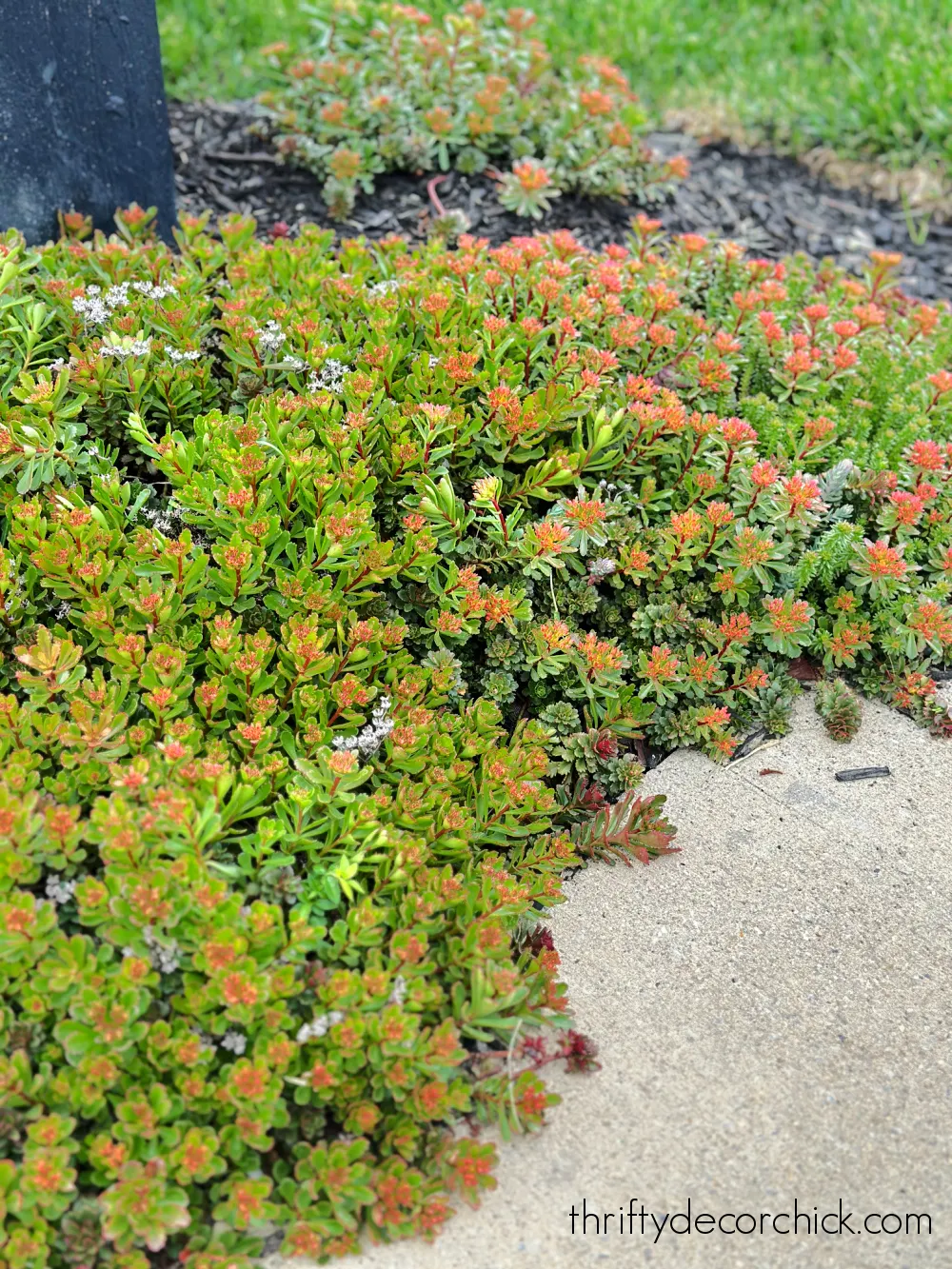 sedum succulents around mailbox