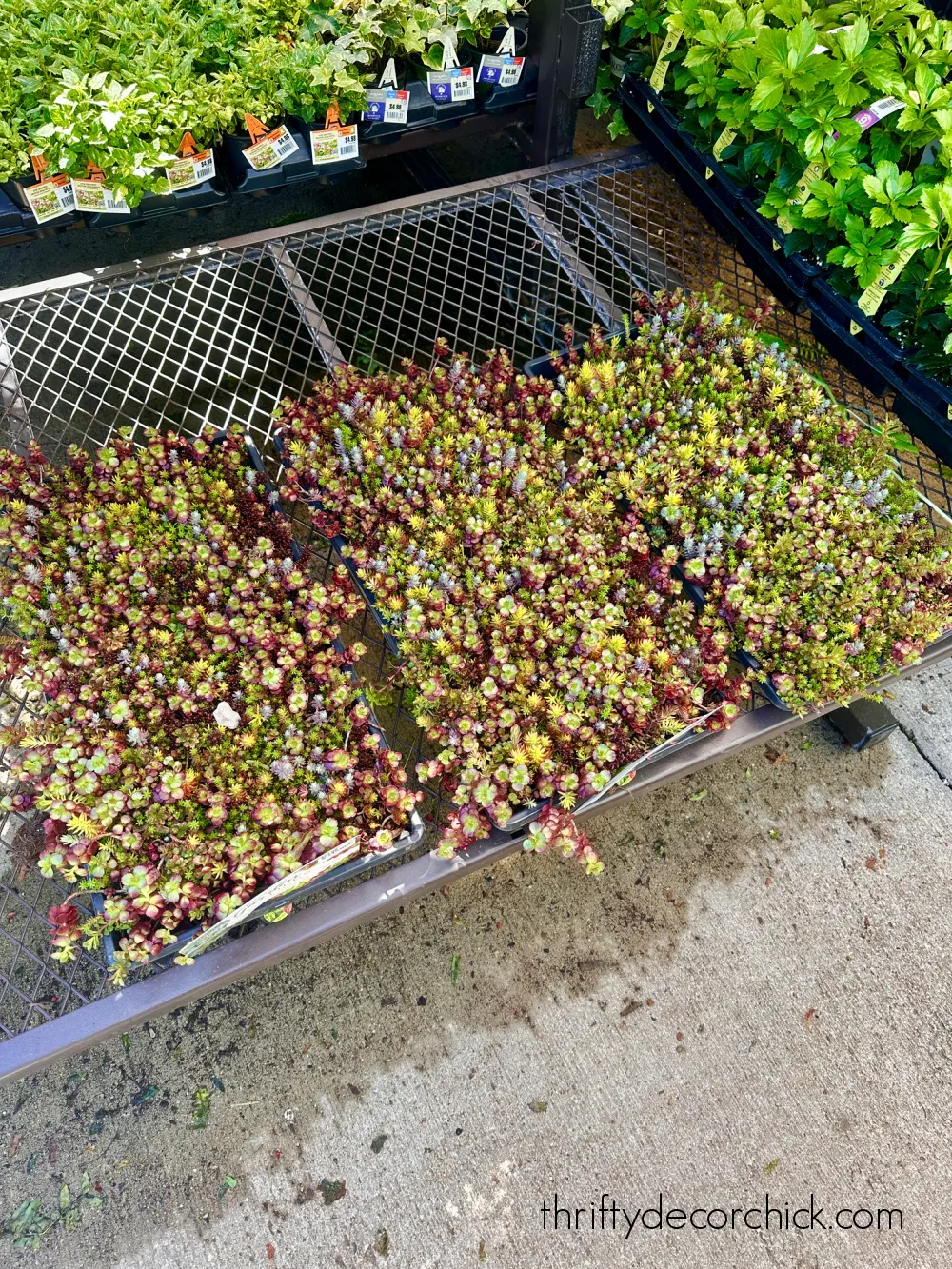 sedum succulent tiles