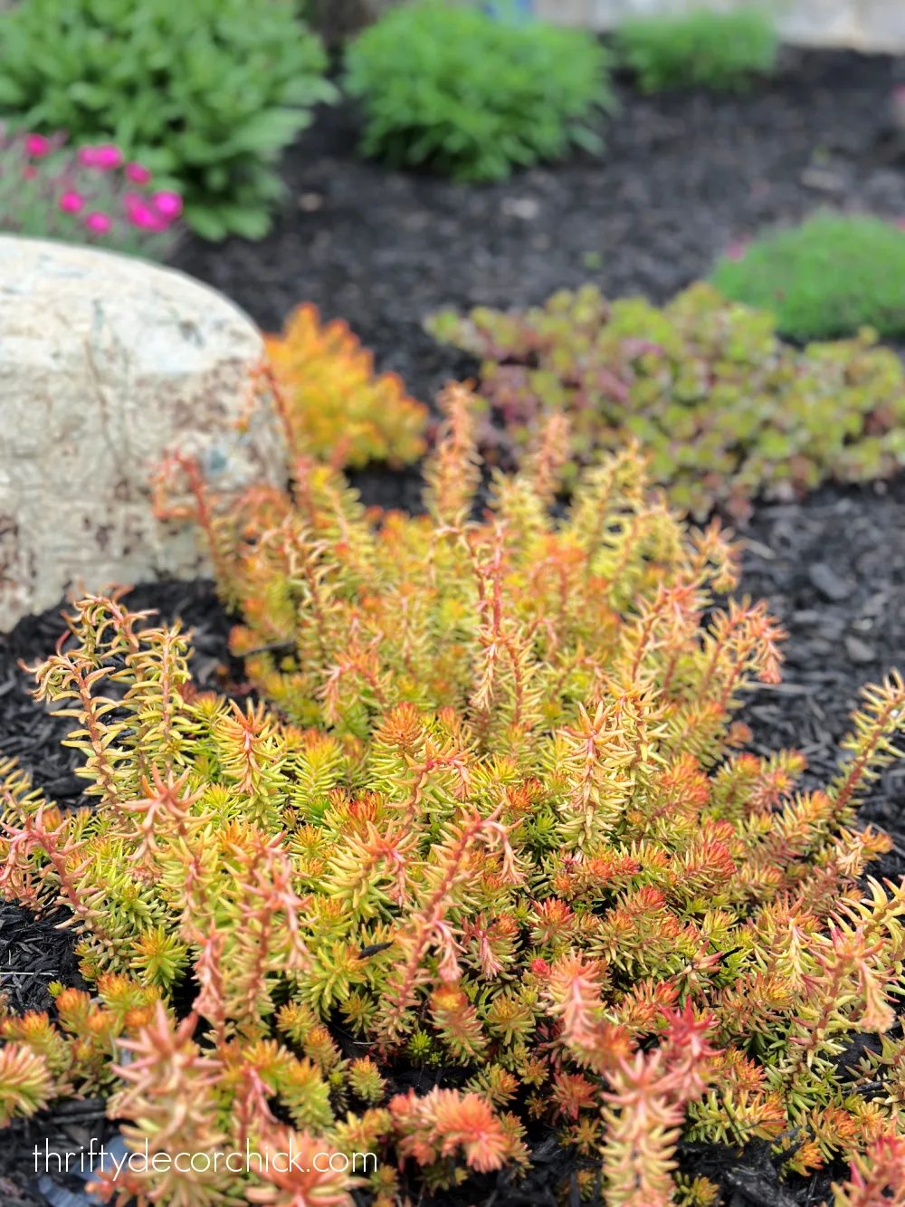 yellow orange sedum landscaping