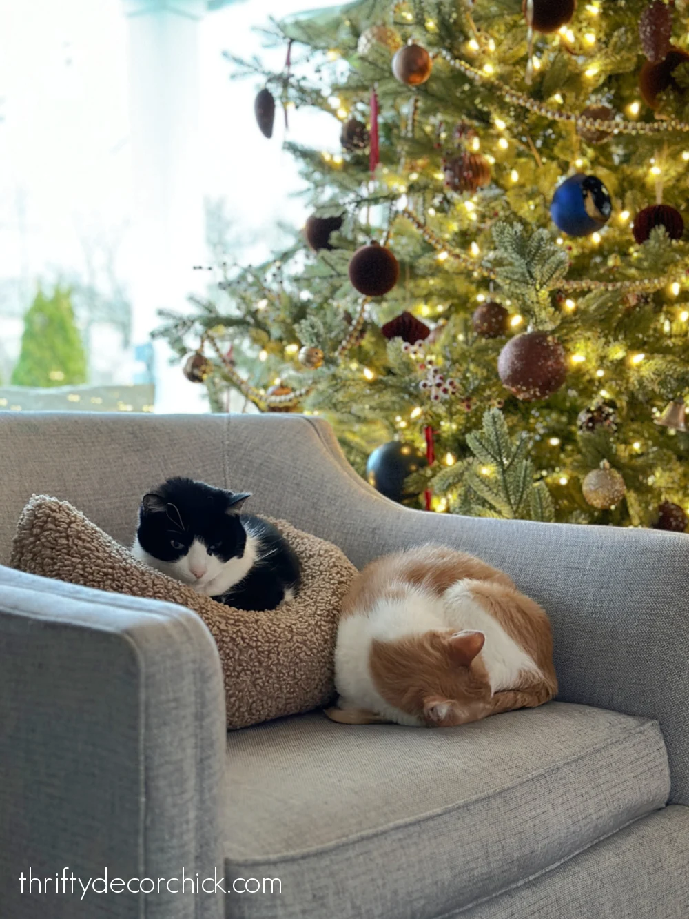 cats sleeping in chair