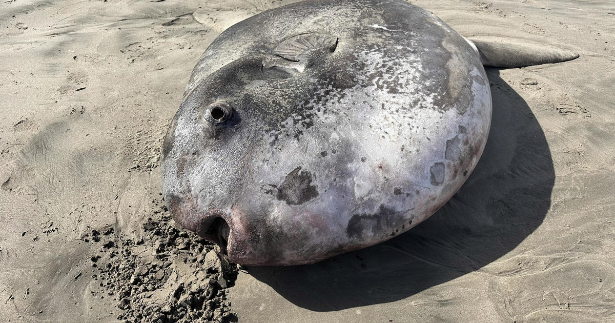 A weird 7-foot fish with a face "only a mother could love" washed ashore in Oregon – and it's rarer than experts thought