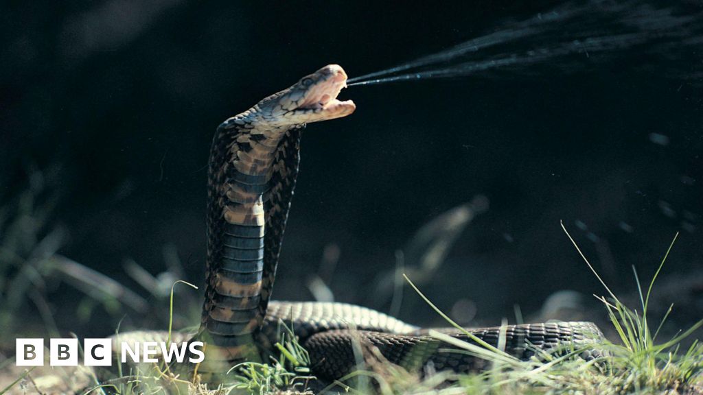 Cobra venom neutralised by common blood-thinning drug Heparin