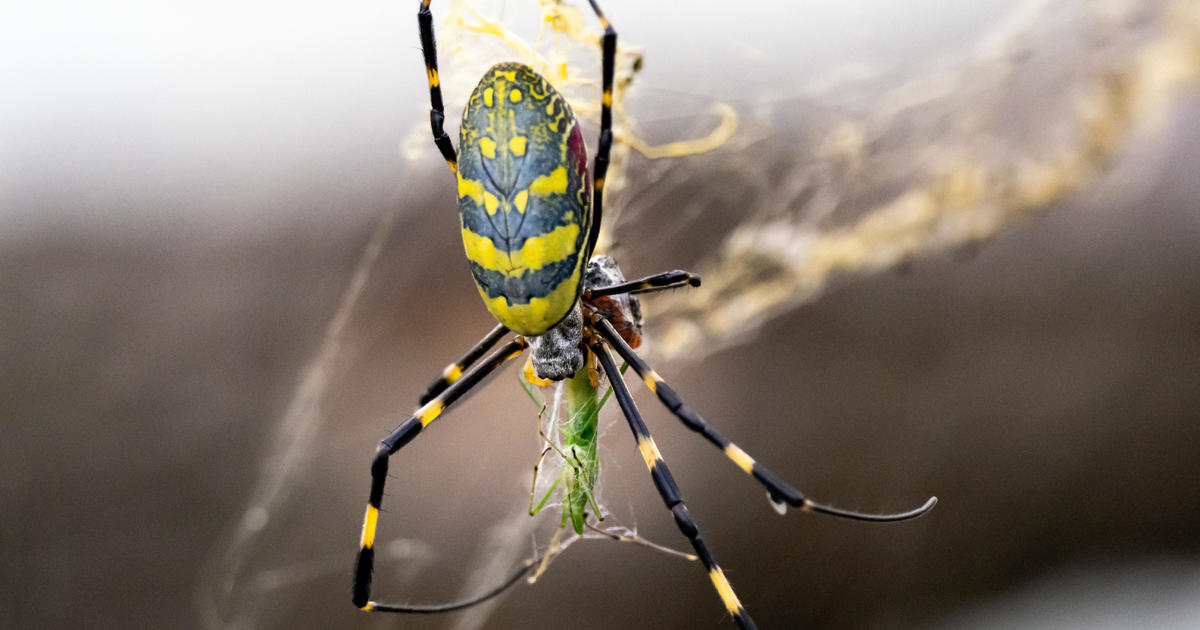 Giant Joro spiders can fly for miles and devour butterflies, but they're also very shy. Here's what to know as they spread.