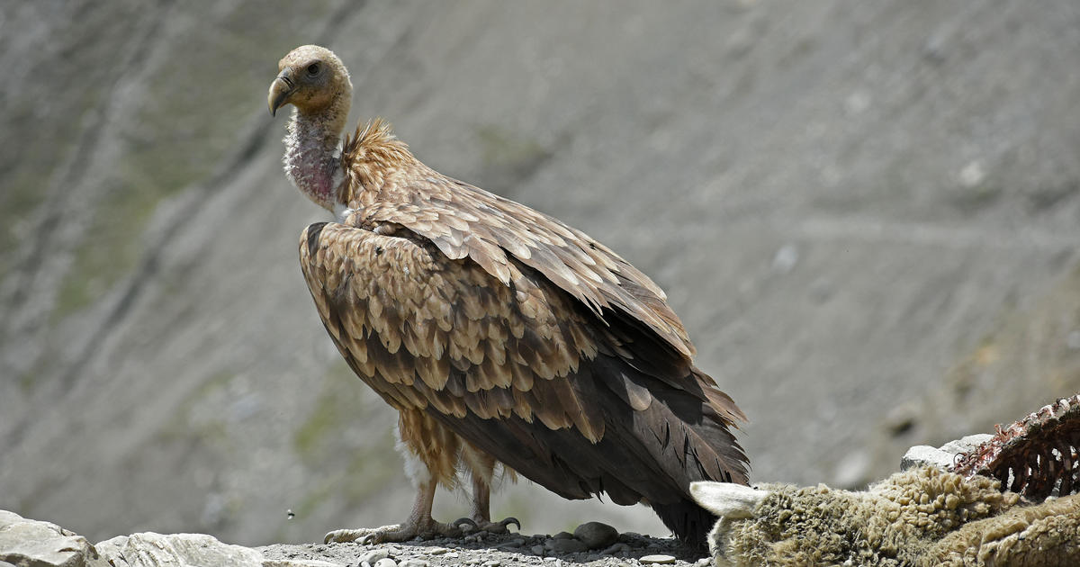 Painkiller used in cattle wiped out India's vultures, and scientists say that led to 500,000 human deaths