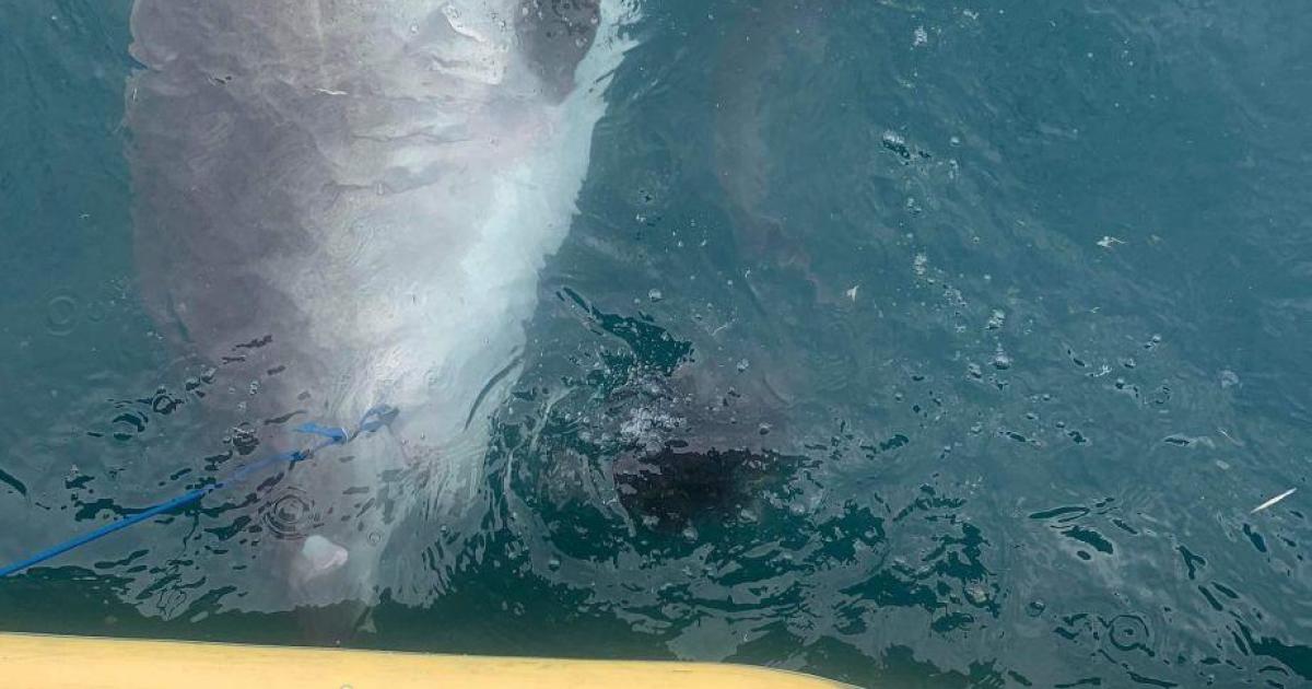 Shark spits out spiky land-loving creature in front of shocked scientists in Australia