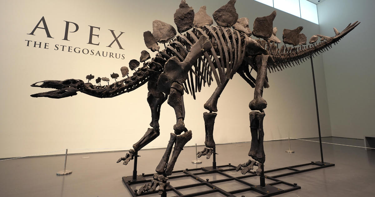 Stegosaurus skeleton auction likely to draw millions — and criticism