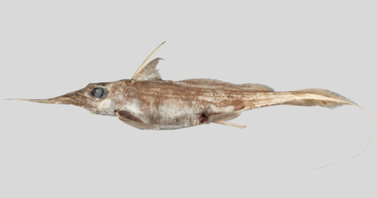 New species of "ghost shark" discovered living deep in the Pacific Ocean to