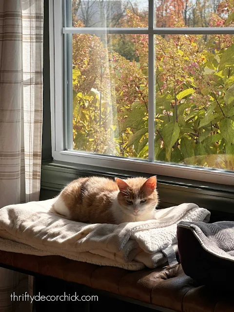 orange Colby cat on blanket