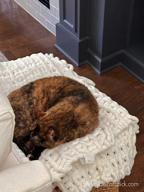 tortie cat on blankets