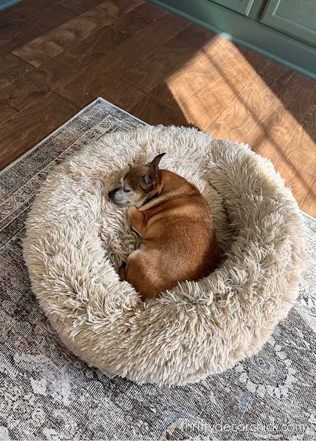 rat terrier Chihuahua on bed